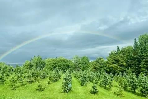 a rainbow over a green field of young pine trees